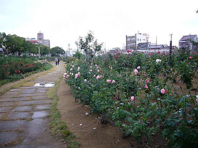 福山ばら公園 気ままに お出かけ記